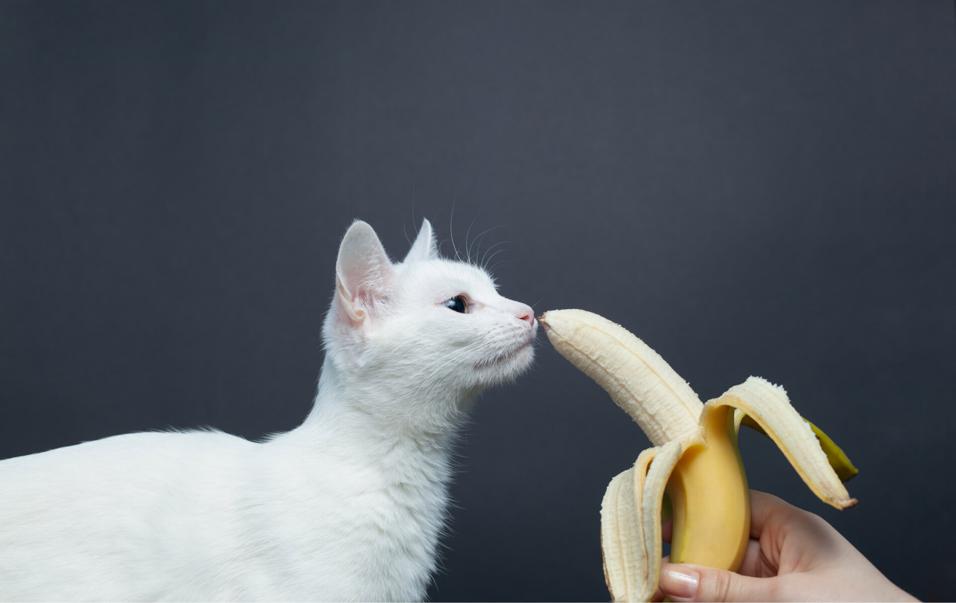 Are cats allowed to eat bananas?